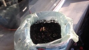 Как сохранить пион до посадки в саду. Очень просто!