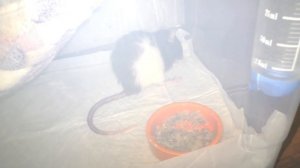 Не могла вам рассказать / грустные новости о КРЫСАХ / последнее видео Дарины / Alisa Easy Pets