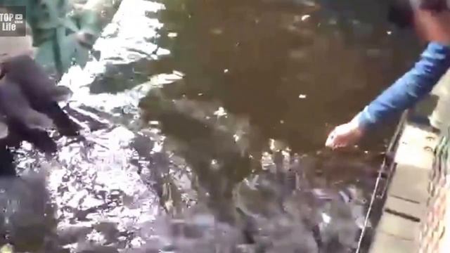 Выдры - мандрагоры смотреть онлайн