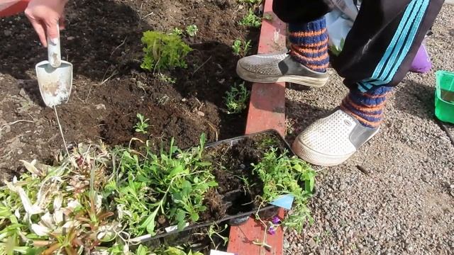 Создаем ленивый цветник из красивых многолетних цветов ,многолетники из семян смотреть онлайн