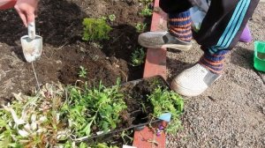 Создаем ленивый цветник из красивых многолетних цветов ,многолетники из семян