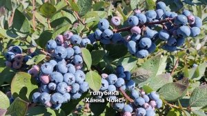 Зимостойкая голубика Ханна Чойс