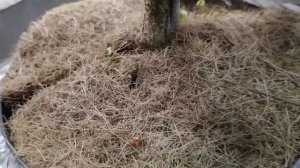 Ёлочка Нимец.Посылка из питомника Хвойная коллекция.