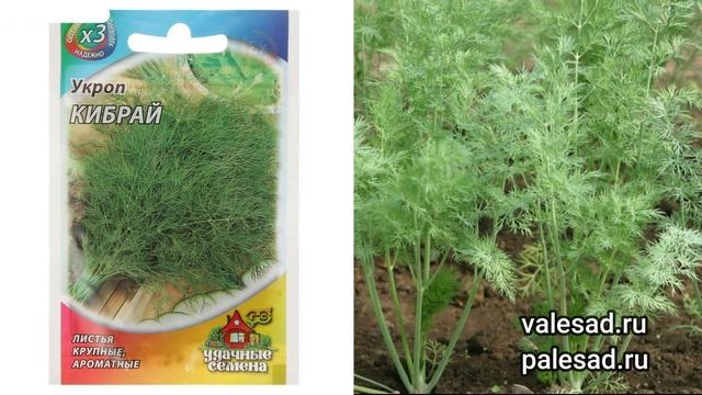ЭТИ 4 УКРОПА ЗАВАЛЯТ УРОЖАЕМ! Посадите один раз и собирайте урожай все лето!