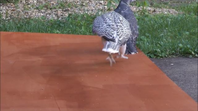 40 days old gyrfalcons playing смотреть онлайн