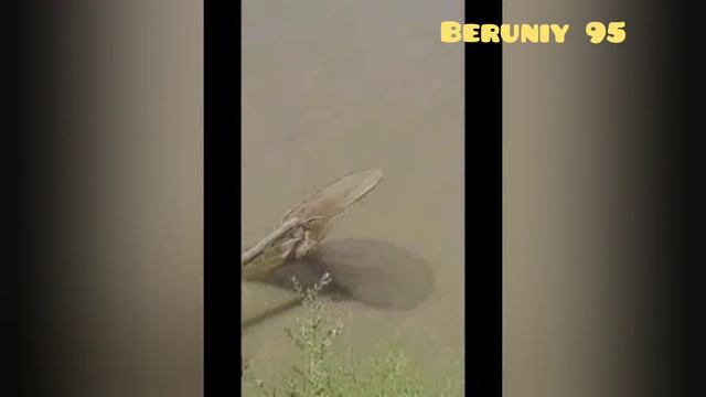 Amudaryo Laqa baliq  Амударья Лака балик