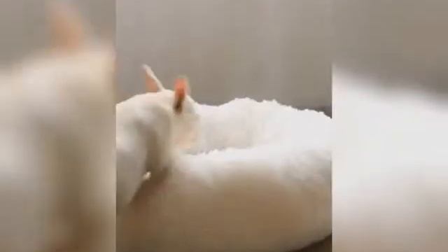 Лежанка для собак с бортиками Донецк, Макеевка с отправкой по ДНР. смотреть онлайн