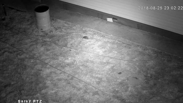 Ёжик ищет еду в ИК подсветке камеры смотреть онлайн