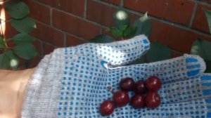 Вишня Ашинская (горная) на Южном Урале