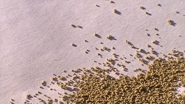 Ридомил Голд. Не покупаем подделки! Небольшие рекомендации по внесению на томатах смотреть онлайн