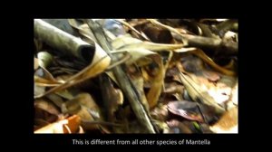 Mantella laevigata wild at Nosy Mangabe, Madagascar