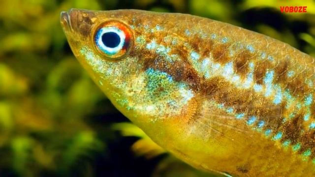 Карликовый Гурами Искрящийся. Содержание в аквариуме, разведение и совместимость смотреть онлайн