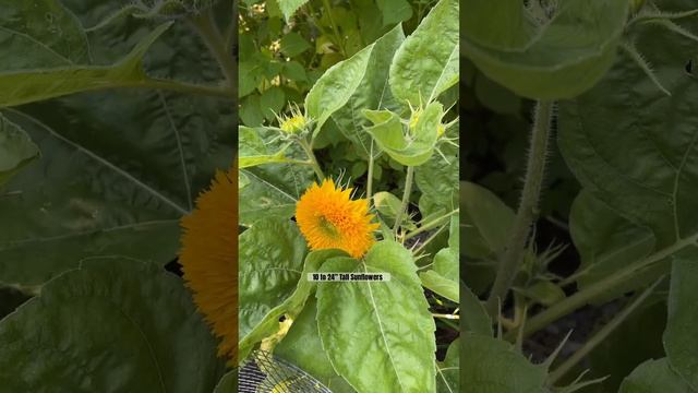 Teddy Bear Sunflowers 🌻