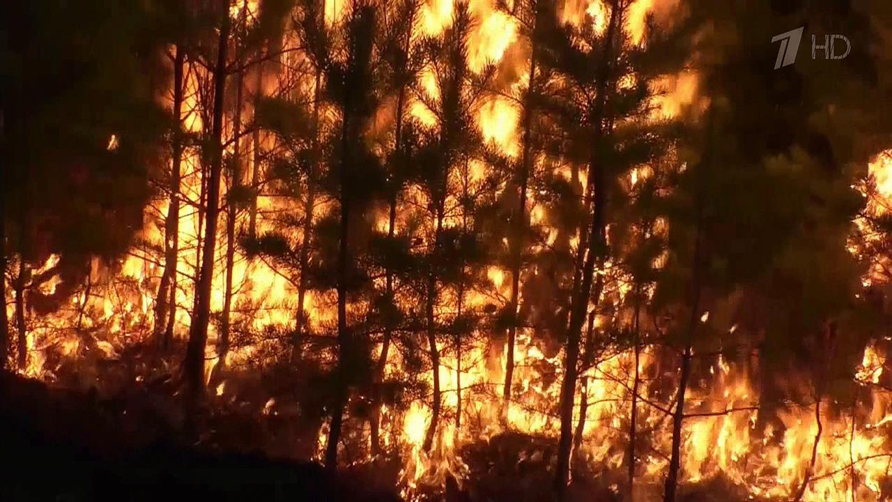 Лесной пожар видео. Природные пожары. Пожар в лесу. Тайга после пожара. Пожар в тайге.