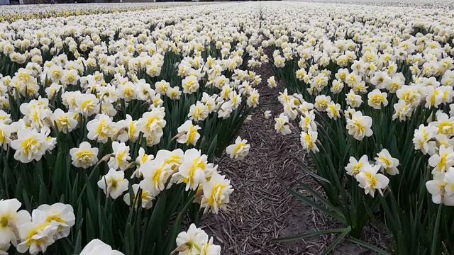 Narcissus Atholl Palace on the fields of P. Pennings смотреть онлайн