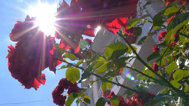 Спокойная Музыка Для Снятия Стресса - Потрясающе Красивая Эмоциональная Мелодия, уносящая вдаль смотреть онлайн