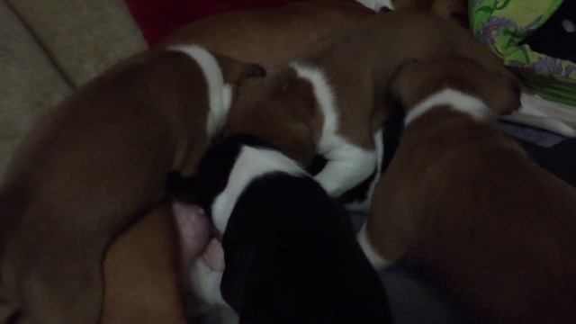 Атака щенков на басенджи! смотреть онлайн