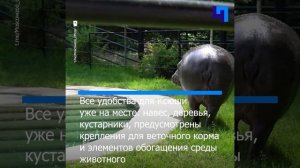 В Московском зоопарке построили уличный вольер для карликового бегемота Ксюши