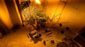 помидоры Балконное чудо