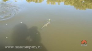 Ловля чехони на спиннинг ультралайт