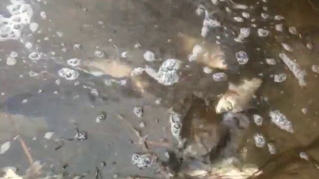 Зарыбление озера карасём