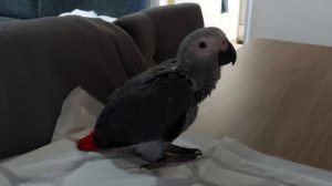 Нашему жако  ровно 2 месяца ,срочно нужна клетка...