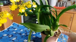 Орхидея Онцидиум(Oncidium)в цвету!