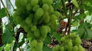 Готовлю участок со ШПАЛЕРАМИ винограда к зиме ЛЕТОМ!