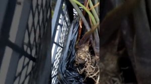 Выкапывать каллы нужно во время, я это сделала 7 сентября.