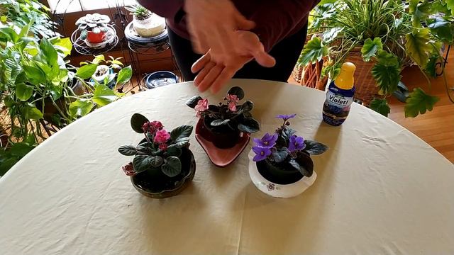 How to Get African Violets to Flower смотреть онлайн