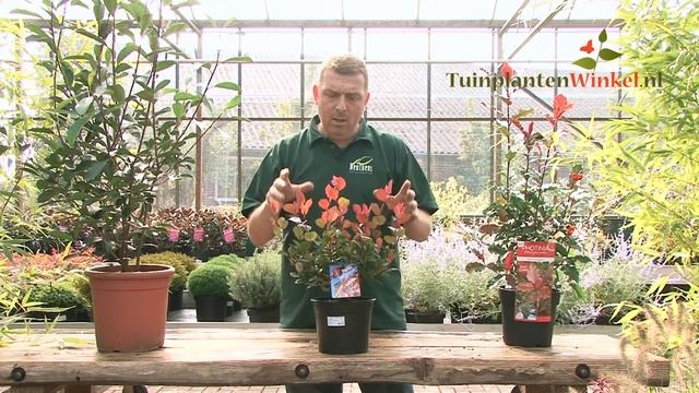 Uitleg verschillen tussen de Photinia 'Red Robin', 'Little Red Robin' & 'Magical Volcano' смотреть онлайн