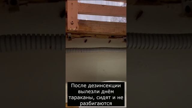 Почему тараканы выползают из гнёзд, сидят на виду и не прячутся при свете дня после дезинсекции?