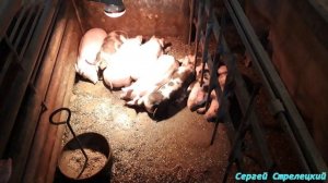 Отъём приёмных поросят!