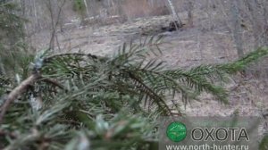 На медведя из засидки