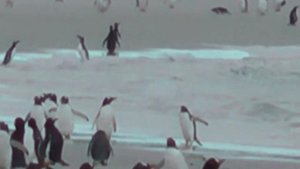 Пингвины купаются (Фолкленды) - penguins Falkland