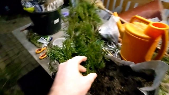 Размножение туи черенкованием весной. Московская обл. (Долгопрудный). Часть 3. 06.04.2023 смотреть онлайн