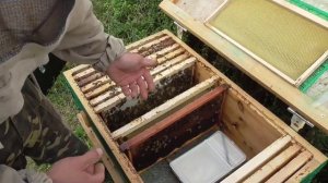 Подготовка пчел к зиме. Распределение расплода. Нюансы. Часть 1.(30 мин.)