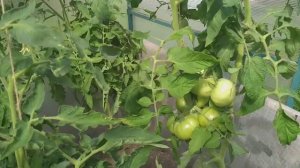 Что надо сделать с томатами в июле