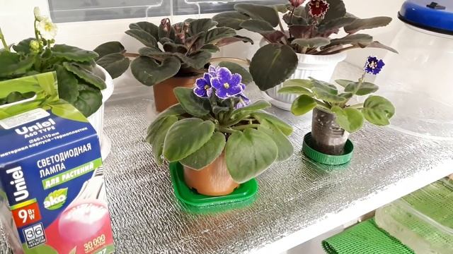 Фиалки! Зачем и как освещать зимой на подоконнике? Самое важное условие для цветения. смотреть онлайн