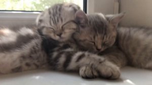 Милые  шотландские Котята сладко спят  в обнимку 🐱 Кошечки Алиса и Анфиса