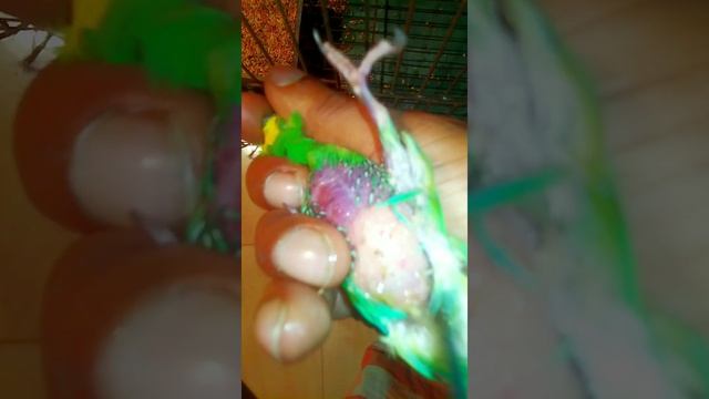 Egg binding issue in Budgies parrot - How to treatment।। How to take care budgerigar bird।