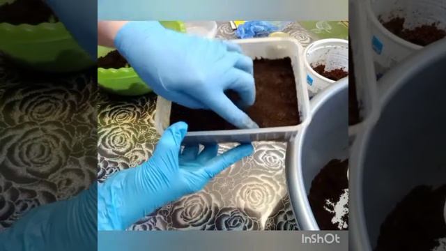 № 181 - Подготовка грунта для посева семян петуньи и катарантуса. смотреть онлайн