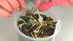 Рождение Детки - орхидеи в прямом эфире , из сухого пенька. Это чудо...