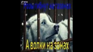 Цитаты  для волков