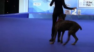Чемпионат РКФ по танцам с собаками 10 на Евразии 17 ilikepet