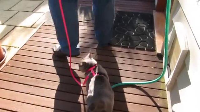 Walking a cat on a leash (Russian blue) смотреть онлайн