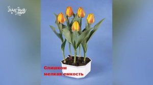 Выгонка тюльпанов дома в горшке. Как вырастить тюльпаны на окне дома.