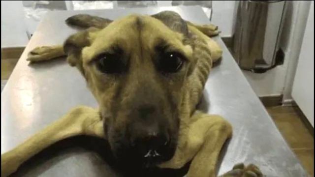 Выходя из помещения он просто погладил пса… через секунду мужчина бросился за помощью… смотреть онлайн