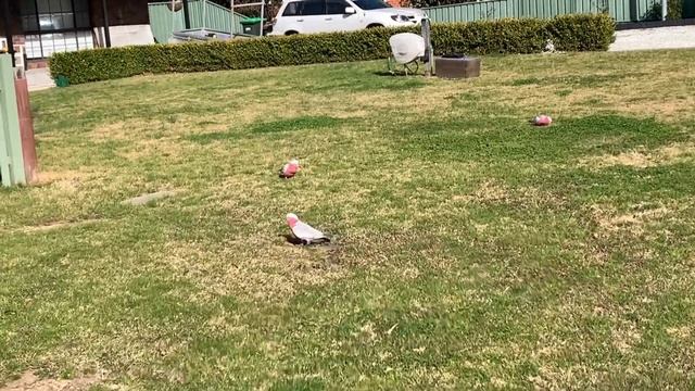 Австралия - птицы - моя повседневная жизнь - Подборка #2 смотреть онлайн