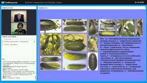 Бешеный корень огурца